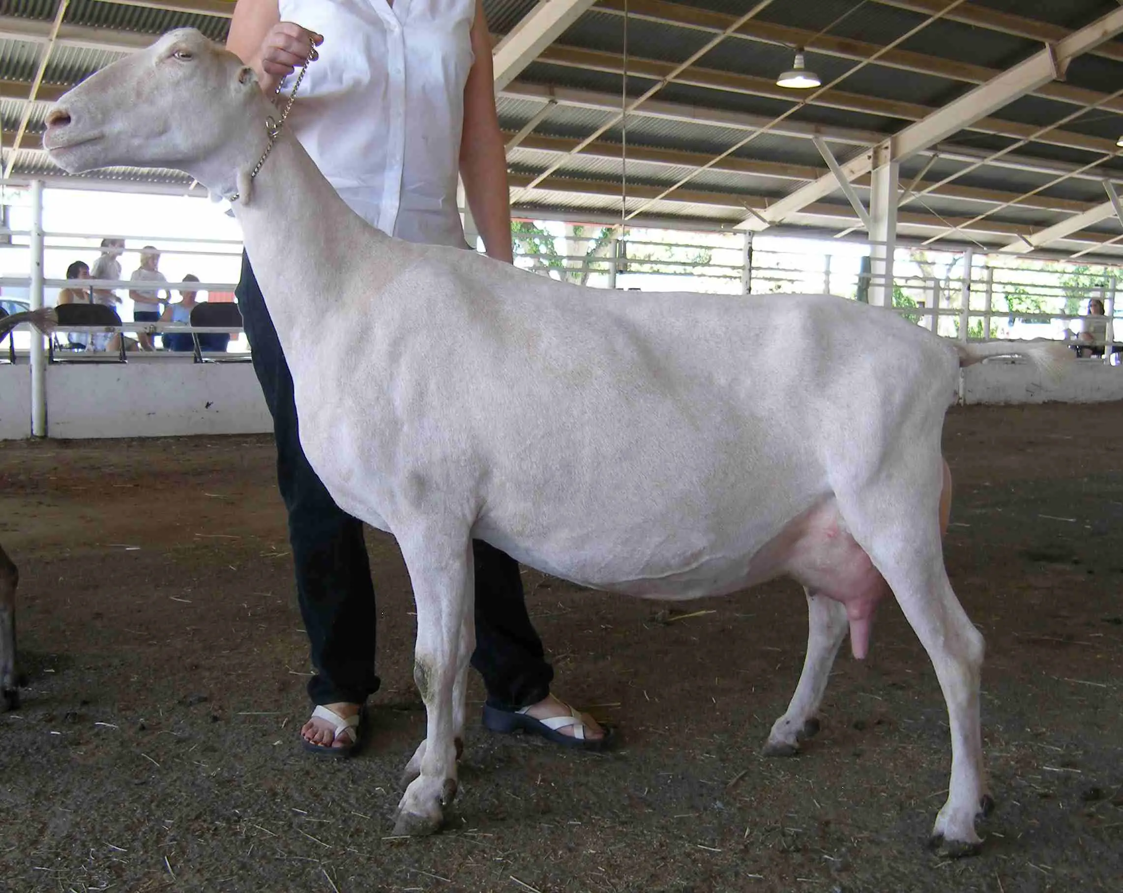 American LaMancha Goats For Sale!Hobby Farm Wisdom