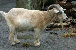 Pygmy Goats For Sale in Louisiana!Hobby Farm Wisdom