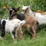 baby nigerian dwarf goats for sale
