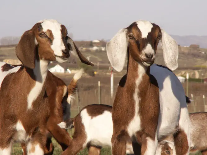 spotted nubian goats for sale