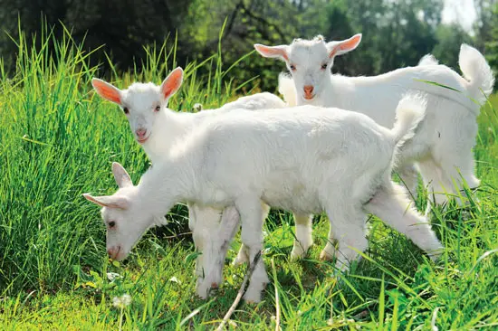 saanen dairy goats