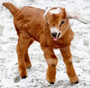 miniature nubian goats