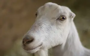 LaMancha Dairy Goats