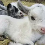 where to buy pygmy goats