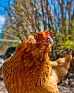 chickens for sale nj