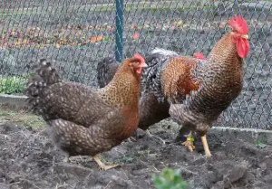 Bielefelder Chickens For Sale In Texas