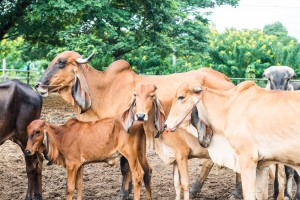 Brahman Cattle For Sale In Kentucky Hobby Farm Wisdom