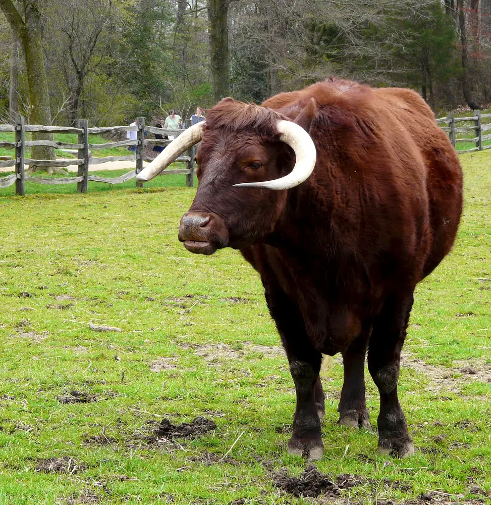 Cattle | Hobby Farm Wisdom
