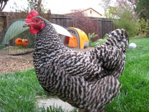 Dominique Chickens For Sale In North Carolina Hobby Farm Wisdom