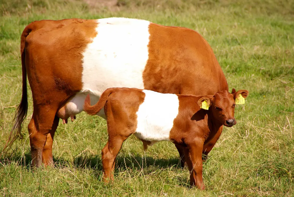Dutch Belted Cattle For Sale in All States!