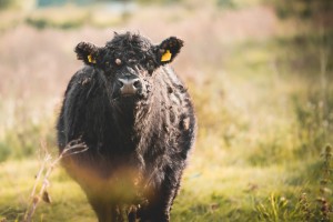 Galloway Cattle For Sale In Indiana Hobby Farm Wisdom