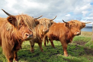 highland cattle for sale nc