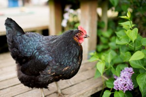 jersey giant chicken breed