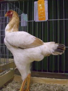 Malay