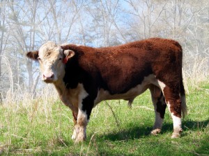 Polled Hereford Cattle For Sale in North Carolina!