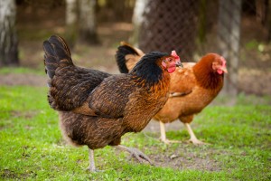 Rhode Island Red Chickens For Sale In South Carolina Hobby Farm Wisdom