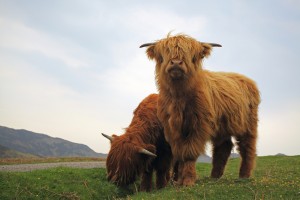 highland cow prices