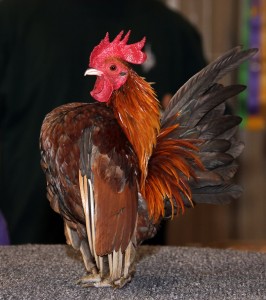 Serama Chickens For Sale In South Carolina Hobby Farm Wisdom