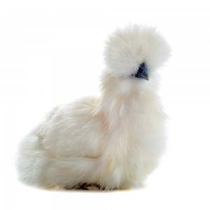 Silkie Chickens For Sale In South Carolina Hobby Farm Wisdom