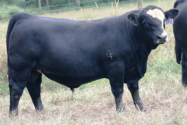 Cattle | Hobby Farm Wisdom