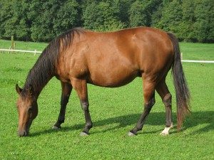 american-quarter-horse
