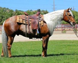 aqha-horse