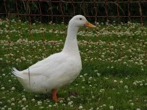 aylesbury-duck