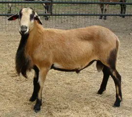 barbados-blackbelly-sheep