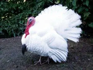beltsville-small-white-turkey