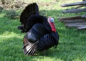 black-turkey