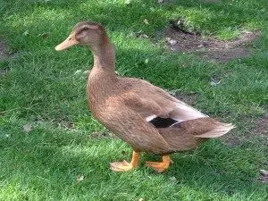 buff-duck