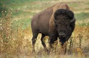 buffalo-picture