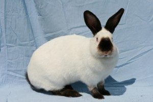 californian-rabbit