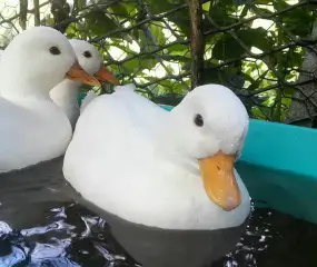 call-duck