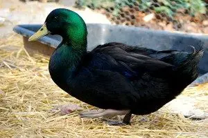 cayuga-duck