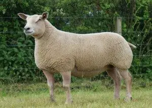 charollais-sheep