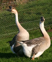 chinese-geese
