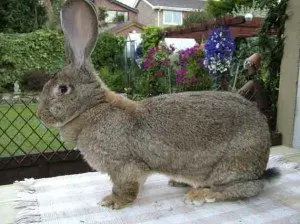 continental-giant-rabbit