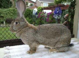 Continental Giant Rabbits For Sale In Pennsylvania Hobby Farm Wisdom