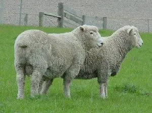coopworth-sheep