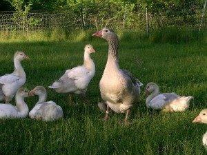 Cotton Patch Geese For Sale In Georgia Hobby Farm Wisdom