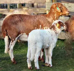 damara-sheep