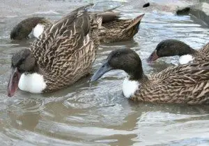 dutch-hookbill-duck