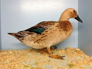 elizabeth-duck