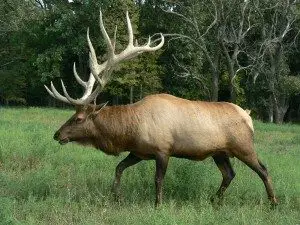 elk-picture