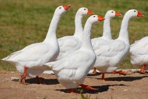 Embden Geese For Sale In Georgia Hobby Farm Wisdom