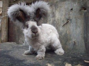 dwarf angora bunnies for sale