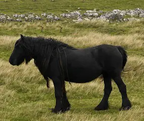 fell-pony