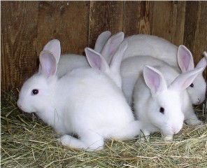 florida-white-rabbit