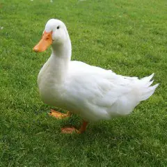 german-pekin-duck